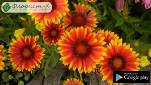 ? Многолетняя гайлардия – посадка и уход: выращивание гайлардии из семян; виды и сорта гайлардии