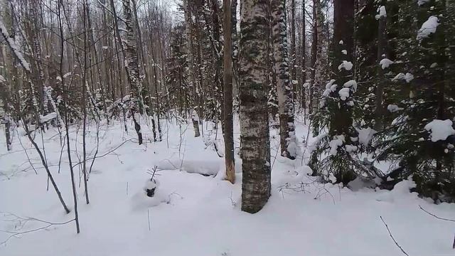 Охота с гончей. РГ "Шалун" и я. смотреть онлайн