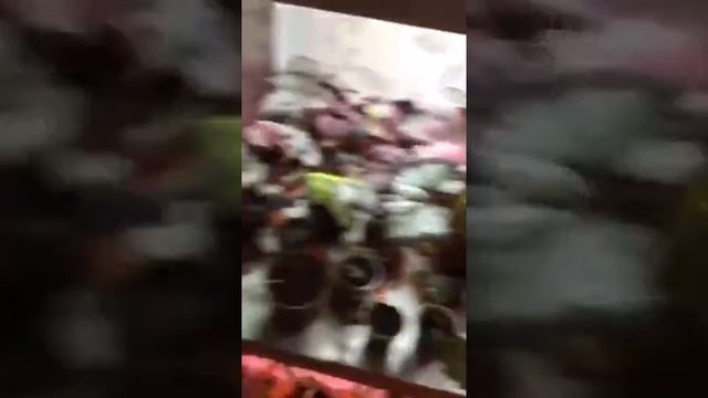 Домашние растения. Бегония.декоративно лиственные смотреть онлайн