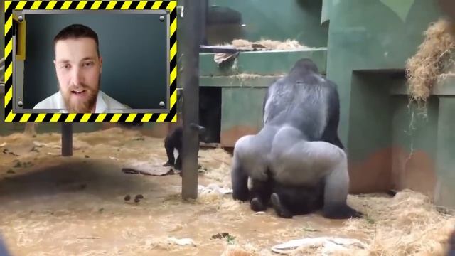 GORILAS ACASALANDO A SEMELHANÇA COM OS HUMANOS REACT смотреть онлайн