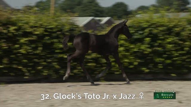 32 Niva Corieta Texel (Glock's Toto Jr x Jazz) смотреть онлайн