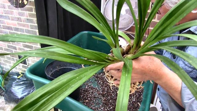 Repotting the Last Cymbidium смотреть онлайн
