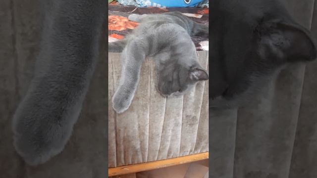 "когда коту очень плохо" смотреть онлайн