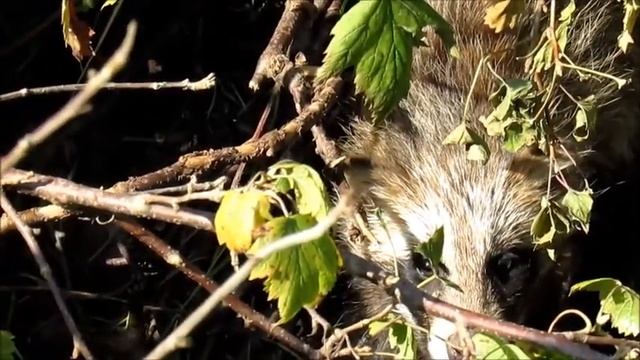 Как забавны Енотовидная собака, Норка, Белка. смотреть онлайн