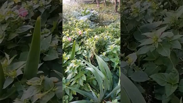 цветы#цветочки#у дома❤️ смотреть онлайн