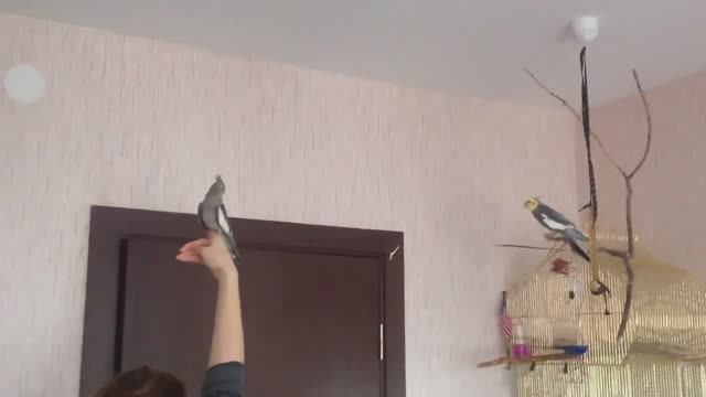 Птенцы кореллы 25+27+29 дней. Папа корелла учит птенца летать. РАЗВЕДЕНИЕ КОРЕЛЛ 1-й сезон смотреть онлайн