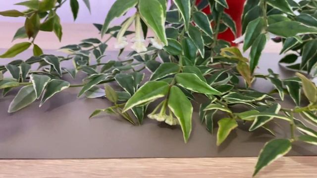 Хойя Белла альбомаргината ( Hoya Bella albomarginata) сбросила бутоны, но все равно она красавица. смотреть онлайн