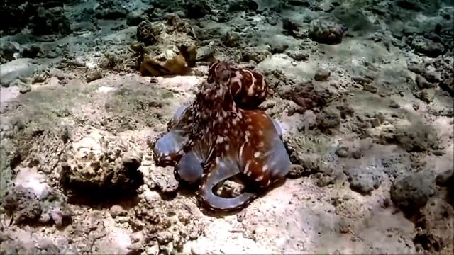 красивая музыка и подводный мир смотреть онлайн