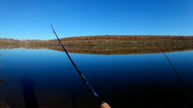 Отличная рыбалка на карася. Ловля карася на пикер осенью. (LiveFishing) смотреть онлайн