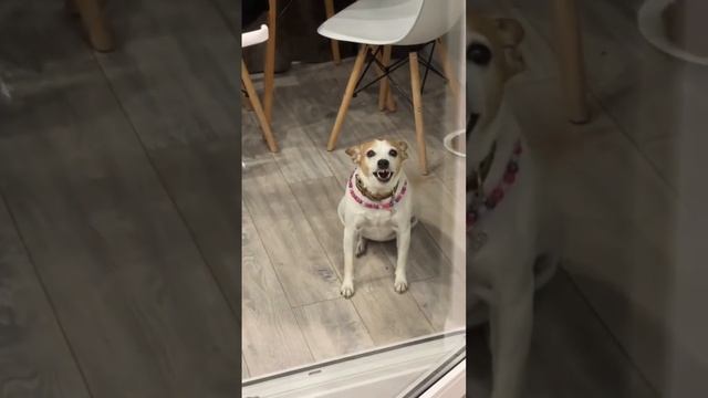 Вольер для собаки в квартире смотреть онлайн