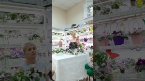 Трейлерная фиалка, формирование и уход, мой личный опыт.