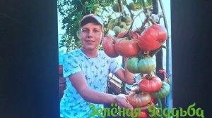 Семена томатов из Минусинска от Бориса Сонина/Цена/Доставка/Распаковка