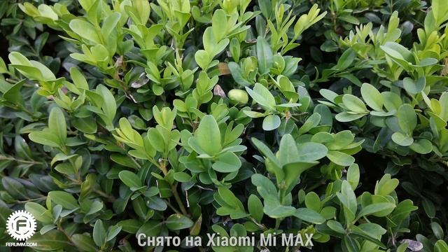 Xiaomi Mi MAX подробный обзор. Особенности, козыри и недостатки Xiaomi Mi MAX. Опыт использования смотреть онлайн