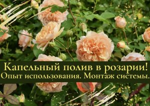 Капельный полив в розарии. Опыт использования. Монтаж системы.