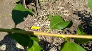 Прививка почкой персика на миндаль.Окулировка летом.