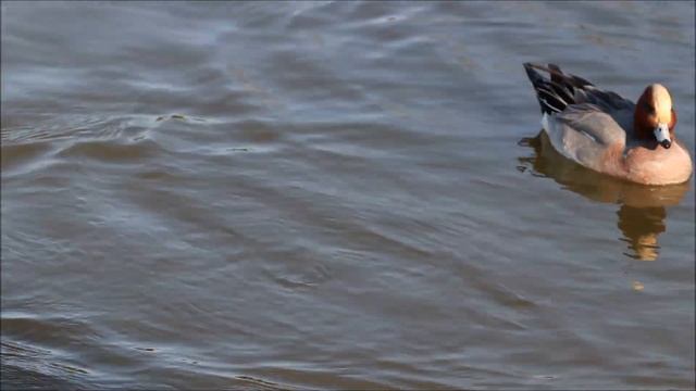 Уточки свиязи и кряквы. /Mareca penelope, Anas platyrhynchos / Eurasian wigeons and mallards. смотреть онлайн