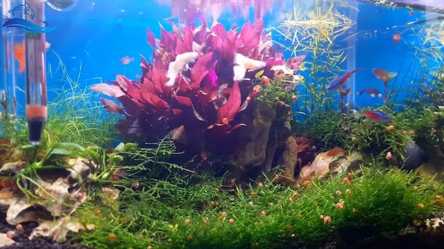 How To Make Java Moss Carpet In Your Fish Tank! (1 Month Update) смотреть онлайн