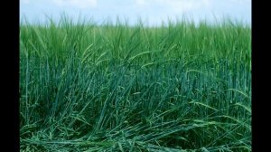 РОЖЬ КАК СИДЕРАТ !!! Обязательно посадите её у себя на огороде !!!