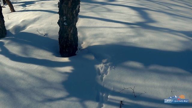 Зимняя охота на зайца-беляка на Камчатке. Заячье Эльдорадо. Удачный день. смотреть онлайн