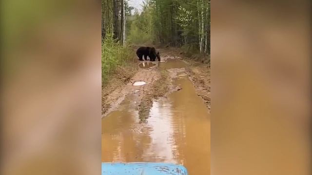 Разборка косолапых смотреть онлайн
