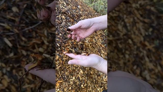 Куда утилизировать деревья с вашего участка смотреть онлайн