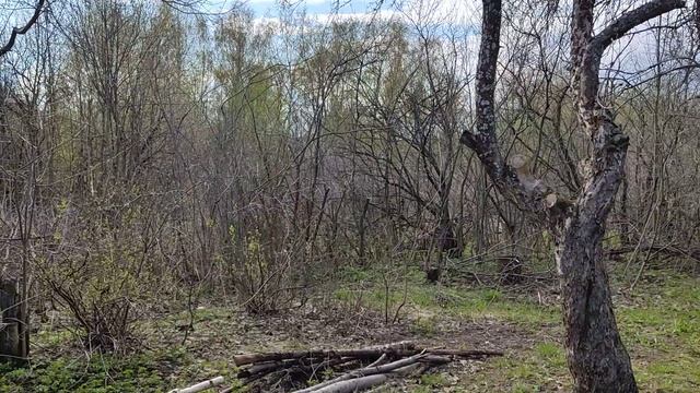 Посадили немного картофеля на проекте М.Лужки 05052022. Грызуны выедают ядрышки из сливовых косточек