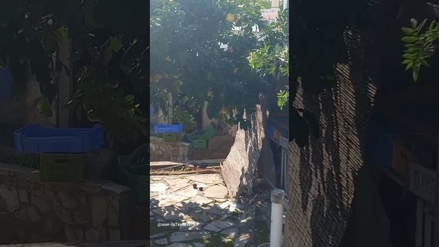 Кипр, Лимасол, дерево с плодами, плоды, апельсин, дерево с апельсинами