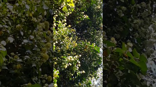 Ivy flowers: an important late sesson source of pollen and nectar. смотреть онлайн