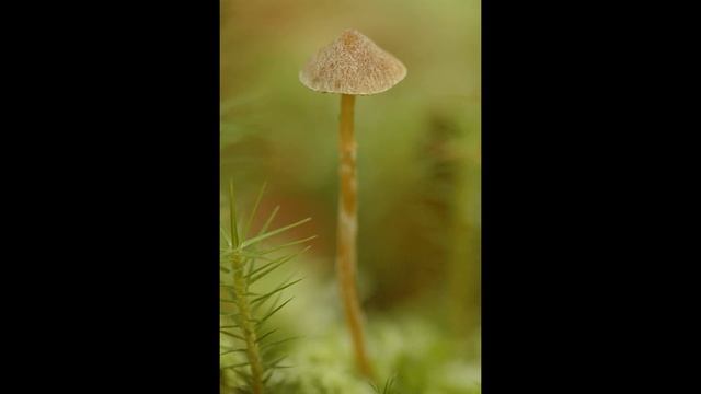 Psathyrella sphagnicola смотреть онлайн