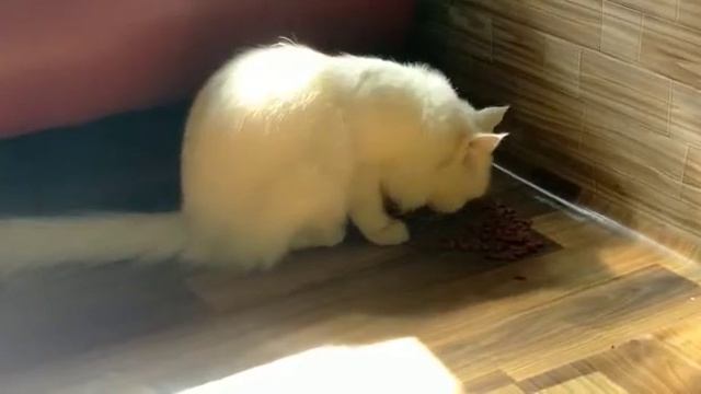 My Funny Cats #shadsamarvlogs #saraikivlog #vlog #sitarayaseen @shadsamarvlogs смотреть онлайн