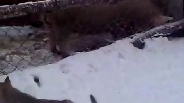 щенки смотреть онлайн