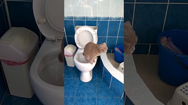 Кошка на унитазе 2 смотреть онлайн