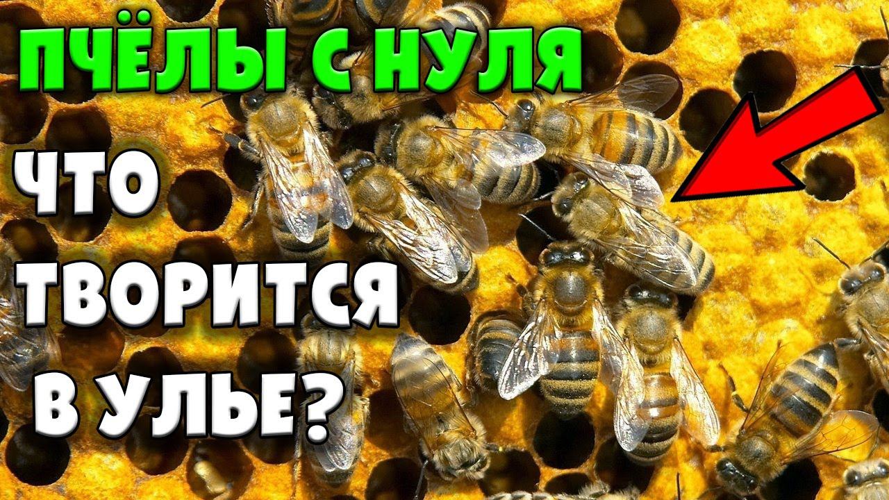 Осмотр улья, первый укус / Пчеловодство с нуля смотреть онлайн