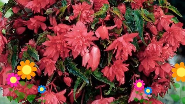 Бегония клубневая (Cascade pink). Краткий обзор, описание характеристик, где купить луковицы смотреть онлайн