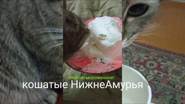 Кошатые Нижнего Амура. Дружба через мороженное! смотреть онлайн