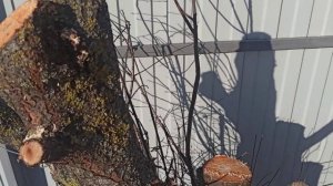 Аккумуляторная мини цепная пила 8" с Али экспресс, Seesii. честный отзыв 10 декабря 2022 г.