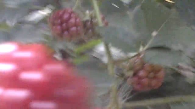 Ежевика без шипов "Торнфри" смотреть онлайн