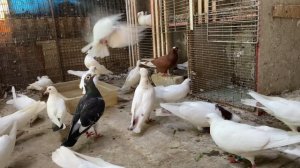 Бакинский голуби ?️ старопородные