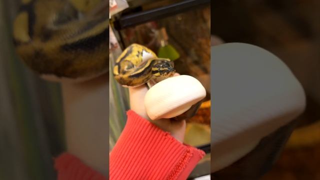 Какие бывают змеи смотреть онлайн