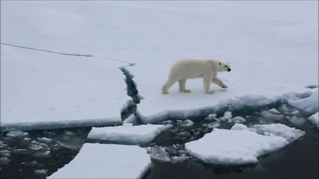 Белый медведь у острова Рудольфа смотреть онлайн