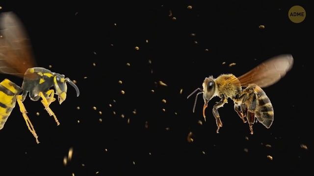 Как и зачем пчелы делают мед (и другие интересные факты о пчелах) смотреть онлайн