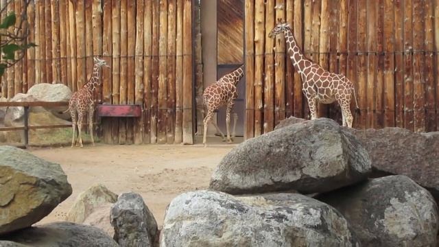 PROBLEMATIC ZOO POO смотреть онлайн