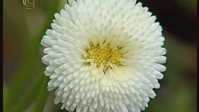 Отдел покрытосеменные. Семейство сложноцветных. Признаки семейства смотреть онлайн