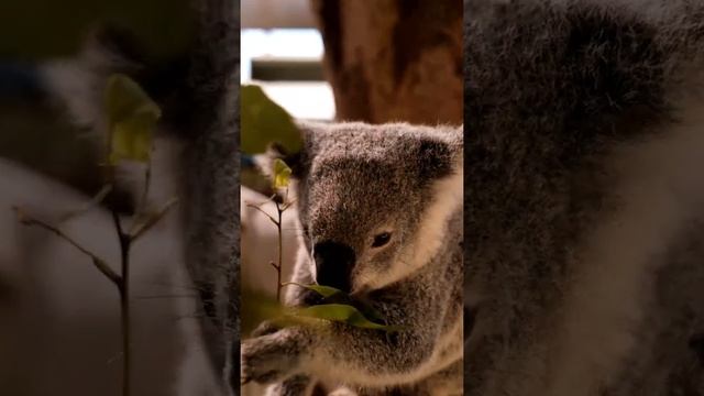 Коала. Природа. #shorts #природа #животные #animals смотреть онлайн