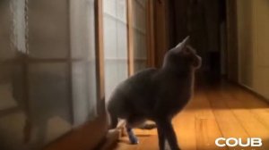 приколы - это просто кошка