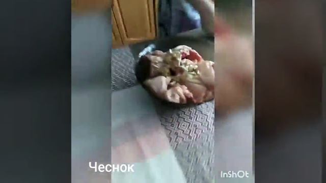 Как приготовить курочку в майонезе? смотреть онлайн