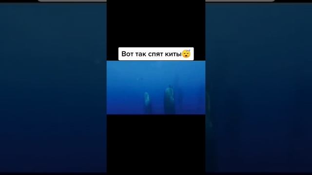 КАК НА САМОМ ДЕЛЕ СПЯТ КИТЫ??? смотреть онлайн
