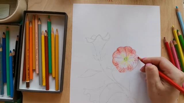 Петуния. Рисунок акварельными карандашами. смотреть онлайн
