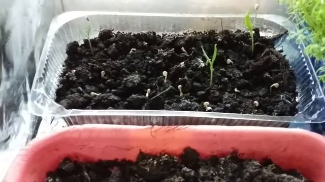 Гроубокс (парник) спустя месяц. Первые всходы и проблемы. DIY Grow Box смотреть онлайн