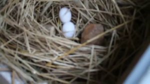 Приучаем курицу молодку нестись в гнездо.